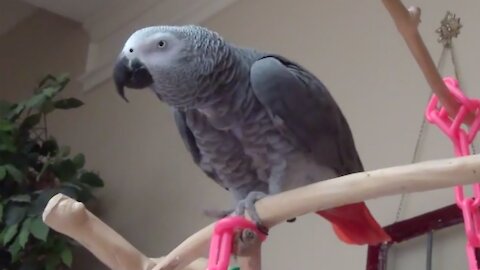 Einstein the parrot performs awesome gymnastic moves