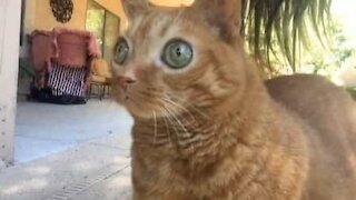 Un chat hypnotisant avec ses grands yeux