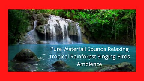 Pure Waterfall Sounds Relaxing Tropical Rainforest Singing Birds Ambiance
