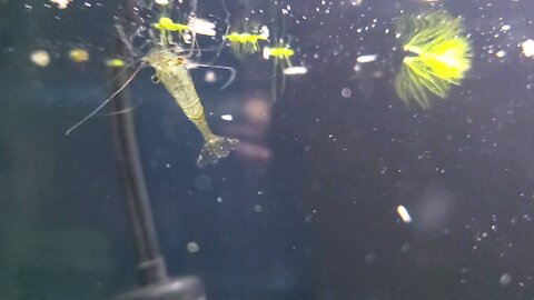 My shrimp is walking upside down on the water.