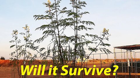Planting Moringa in RECORD Heat! | Monsoon Planting | Wine Grape Harvest