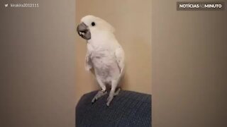 Esta cacatua canta e dança como gente