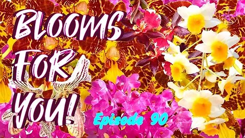 Orchid Updates | Orchid Bloom Dedications | Orchid Blooms for YOU! Episode 90 🌸🌺🌼#ninjaorchids