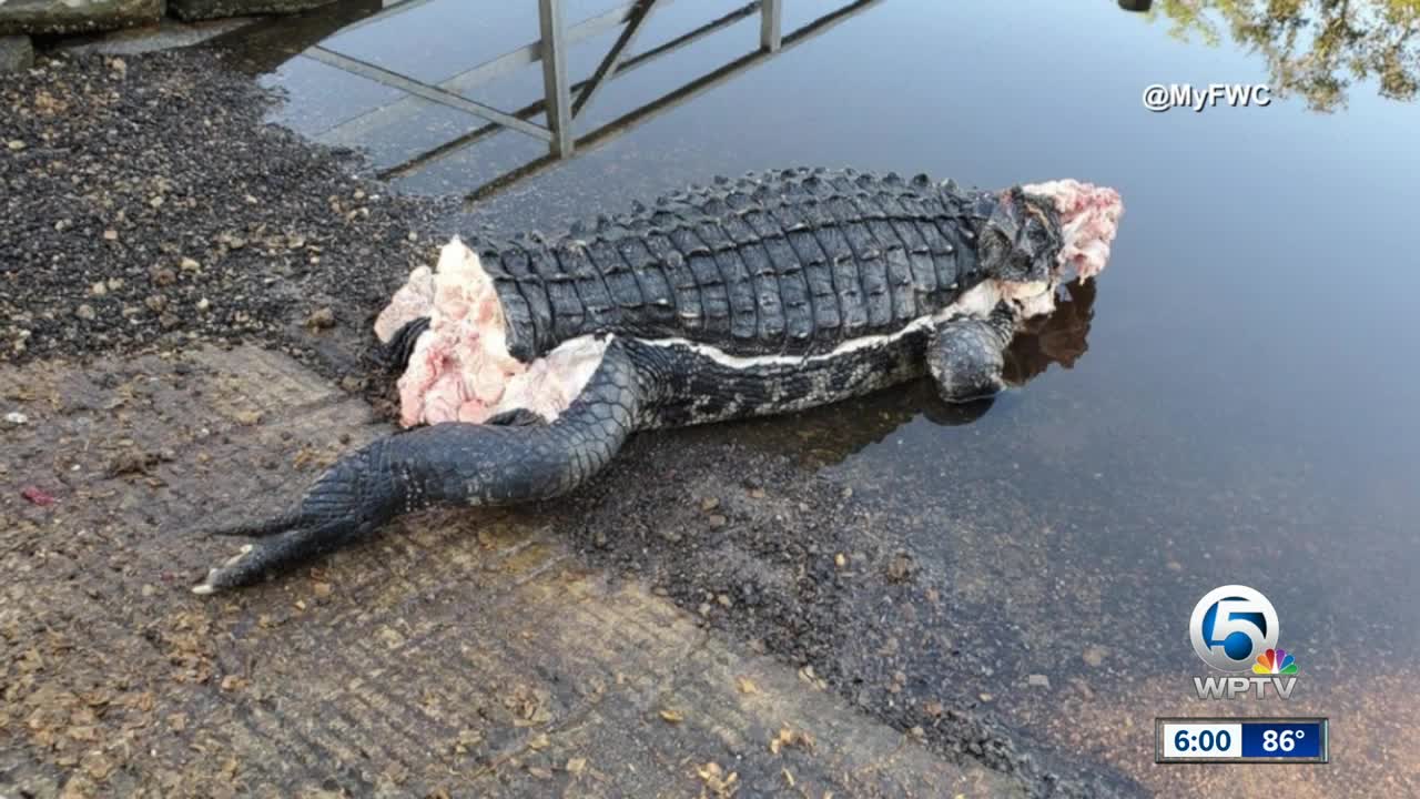 Poached gator found at Stuart boat ramp