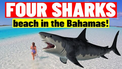 Four sharks chase a boy on the beach in the Bahamas!