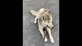 Wolf Dog Puppy Chewing Large Bone