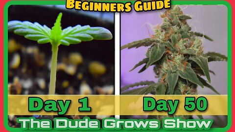 2023 Growing From Cannabis Seedling to Harvest - The Dude Grows Show 1,462