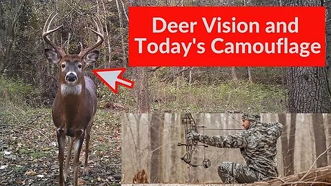Deer Vision and Modern Camouflage Clothing | Are deer colorblind?