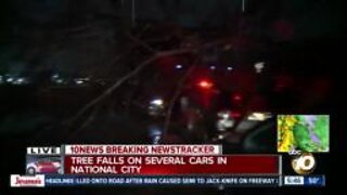 Tree falls on cars in National City