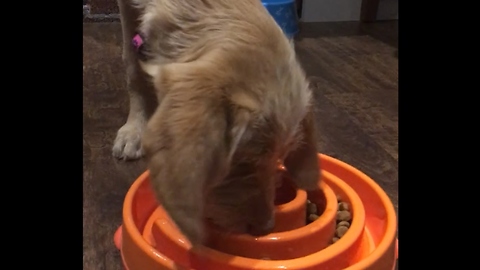 Puppy's food bowl comes in form of spiral maze