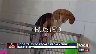 Dog Tries to Escape From Kennel