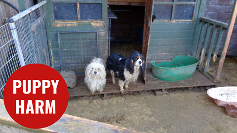 Dogs and cats found living in rabbit hutches on puppy farm