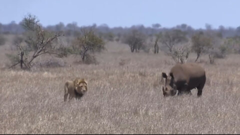Lion's Mistake When Angering Rhino And Trying To Attack Its Cub (1).mp4
