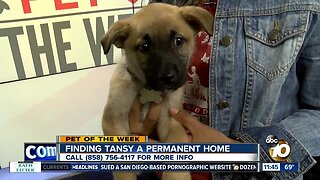 Pet of the Week: Tansy