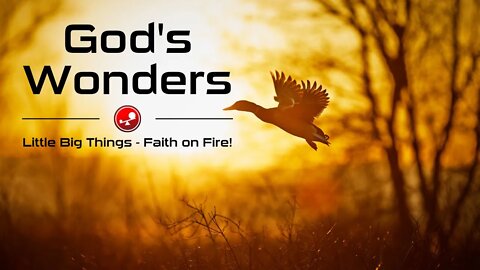 GOD’S WONDERS – Psalm 65 Praises to God – Daily Devotionals – Little Big Things