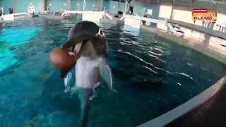 Clearwater Marine Aquarium | Morning Blend