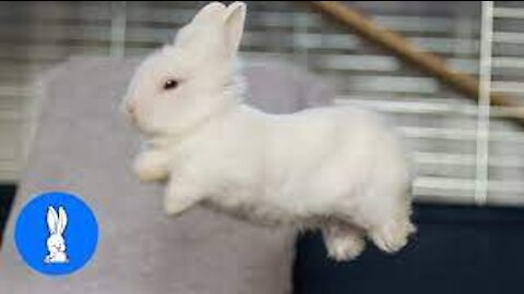 Baby Bunny Rabbits Binky - CUTEST