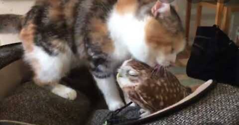 Cats Adopting Baby Birds ❤🐱🐦🐔