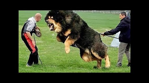 10 Most Powerful Dogs in the World