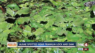 Algae Spotted near Franklin lock and dam