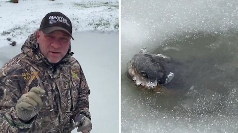 This is how the American Alligator survives in freezing temperatures