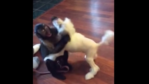 Monkey And Puppy Show How To Keep Friendship Alive