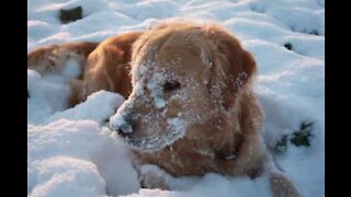 Un chien brave le blizzard pour rapporter sa balle