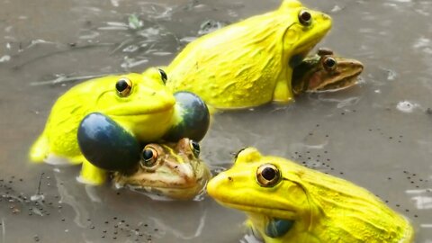 Rare Yellow Frog Wonderful Indian Bullfrog Video | Frog Sounds