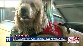Fake service dogs harming those who need them