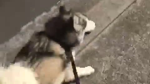 Overly-excited Malamute literally screams during walk time