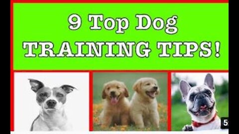 Best 9 tips to train every DOG