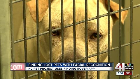 KC Pet Project uses facial recognition app to help owners find lost pets