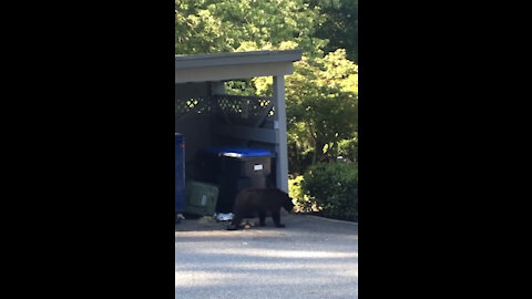 Hungry bear is going through the trash.