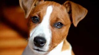 Jack Russell puppy sits like a human being