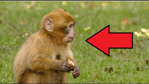Funny Little Monkey Eating Bread.