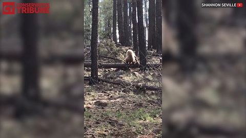 Grizzly Bear Meets Mama Elk
