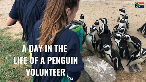 Explore Volunteering With Penguins SANCCOB South Africa