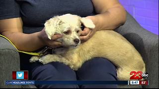 Meet our 23ABC Pet of the Week, Triton!