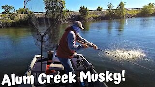 38 Inch Musky From Alum Creek Lake
