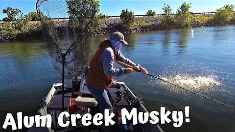 38 Inch Musky From Alum Creek Lake