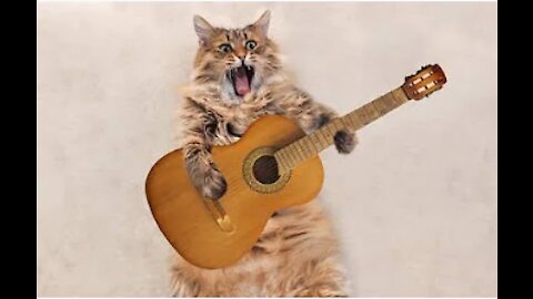 Cute Cat Singing Ah Aaaaa aa | Cute Animal Videos | Full Screen Whatsapp Status |