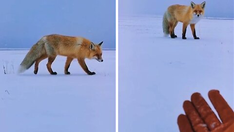 I saw a fox walking on the snow