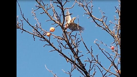 A woodpecker who loves apples