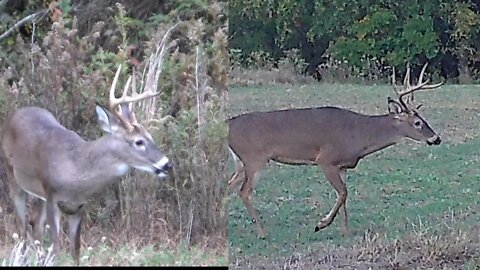 Is This The Same BUCK? 2021 vs. 2022 THE OREO BUCK-Southern Illinois deer hunting fun