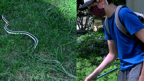 Grass snake meets boy with net