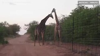 Girafas travam batalha por cima de barreira de 3 metros