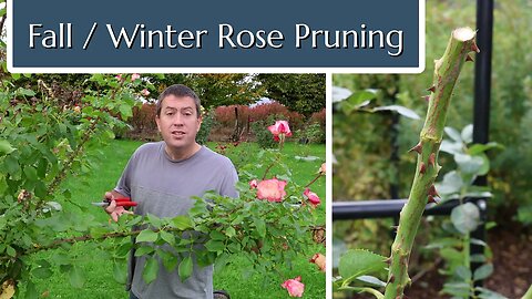 Fall and Winter Rose Pruning