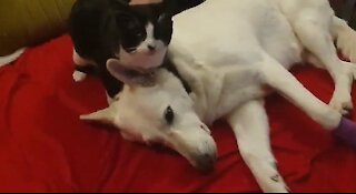 How a White Shepherd and a Cat Became Best Friends