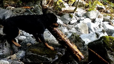 Dog rescues giant log from being swept over waterfall