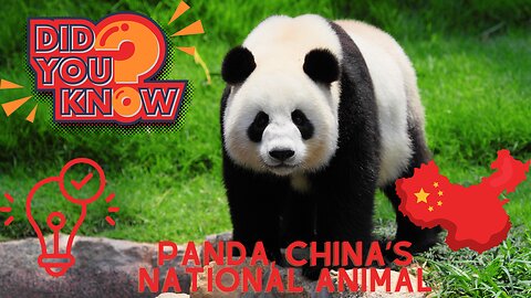 Interesting facts about Panda